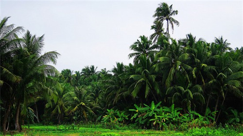 高安燕语燕窝加盟费多少，高安燕语燕窝加盟费多少钱